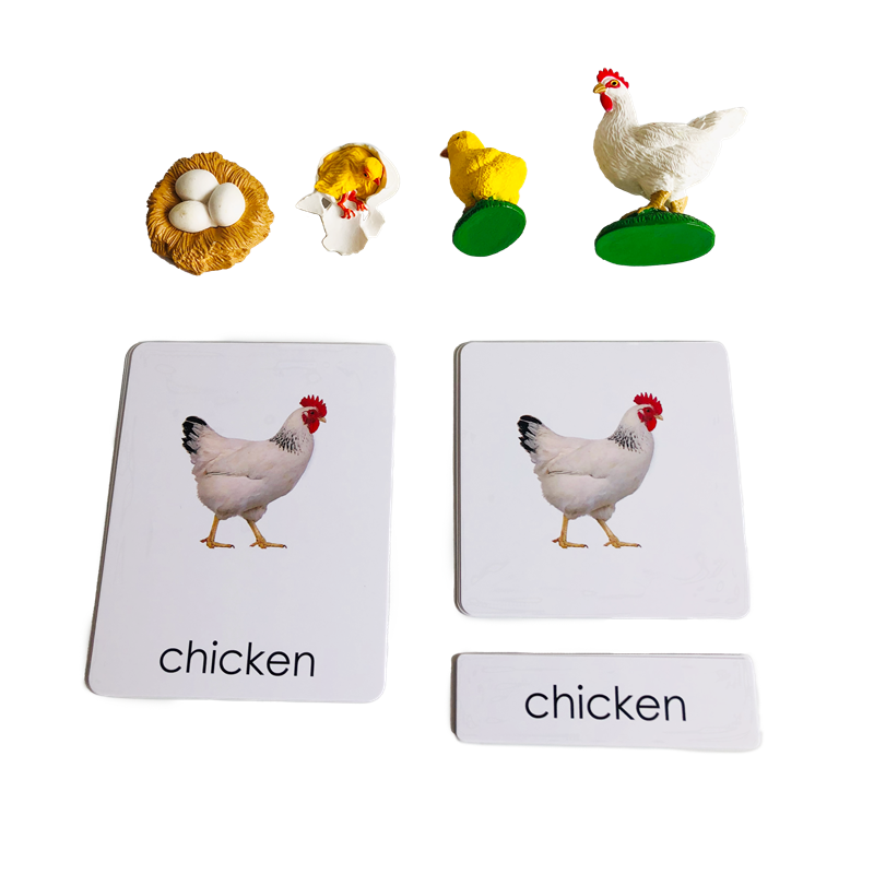 วงจรชีวิตสัตว์การ์ดและแบบจําลอ - Kids Toys Cycle บทวิจารณ์และราคา