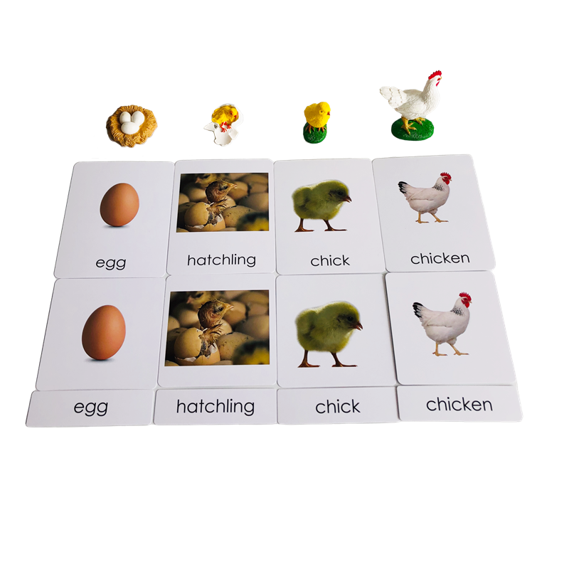 วงจรชีวิตสัตว์การ์ดและแบบจําลอ - Kids Toys Cycle บทวิจารณ์และราคา