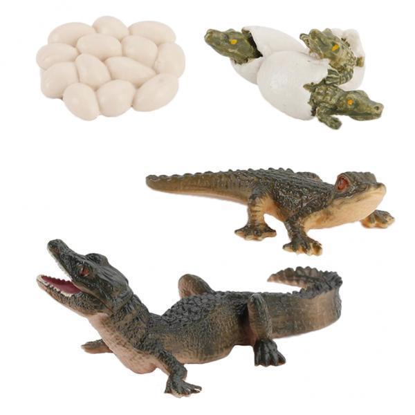 วงจรชีวิตของธรรมชาติ แบบจำลองก - Kids Toys Cycle บทวิจารณ์และราคา