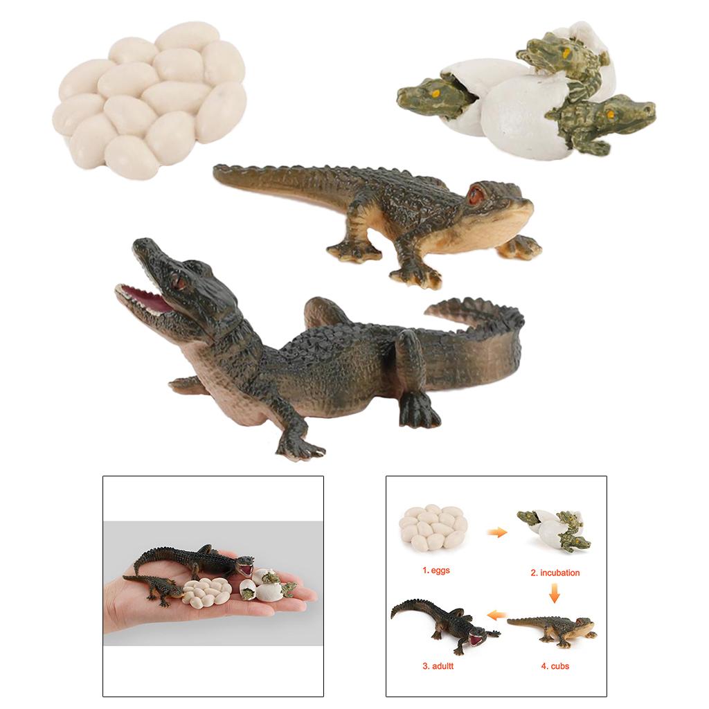 วงจรชีวิตของธรรมชาติ แบบจำลองก - Kids Toys Cycle บทวิจารณ์และราคา