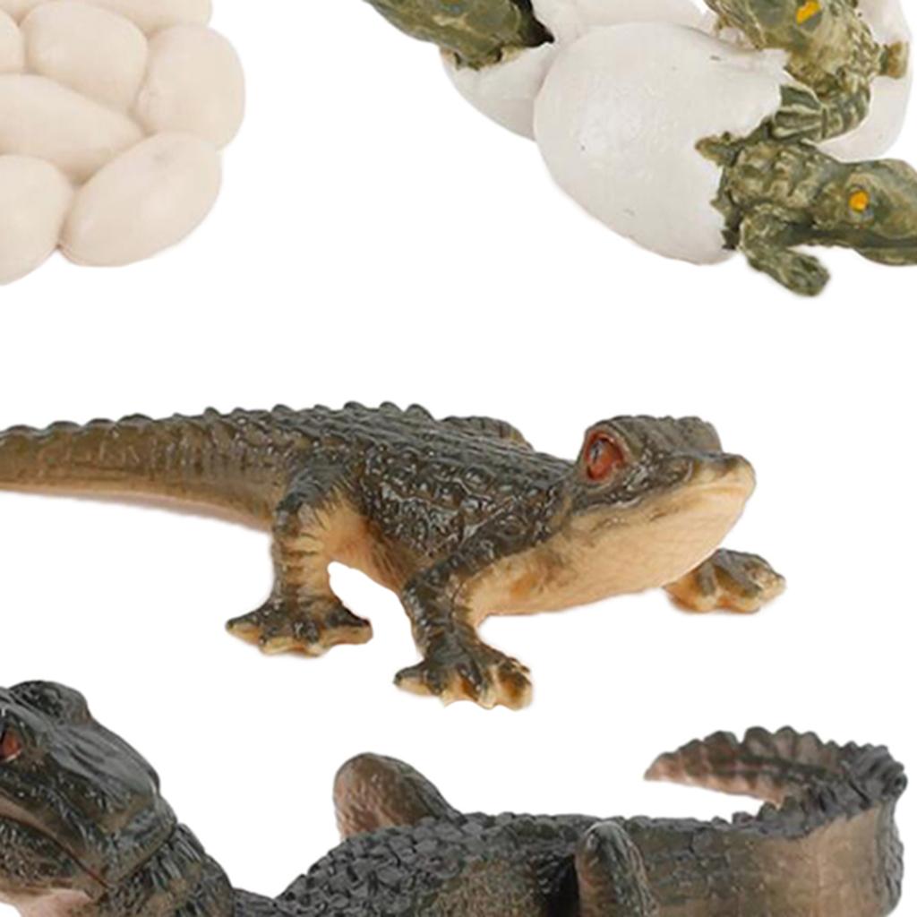 วงจรชีวิตของธรรมชาติ แบบจำลองก - Kids Toys Cycle บทวิจารณ์และราคา