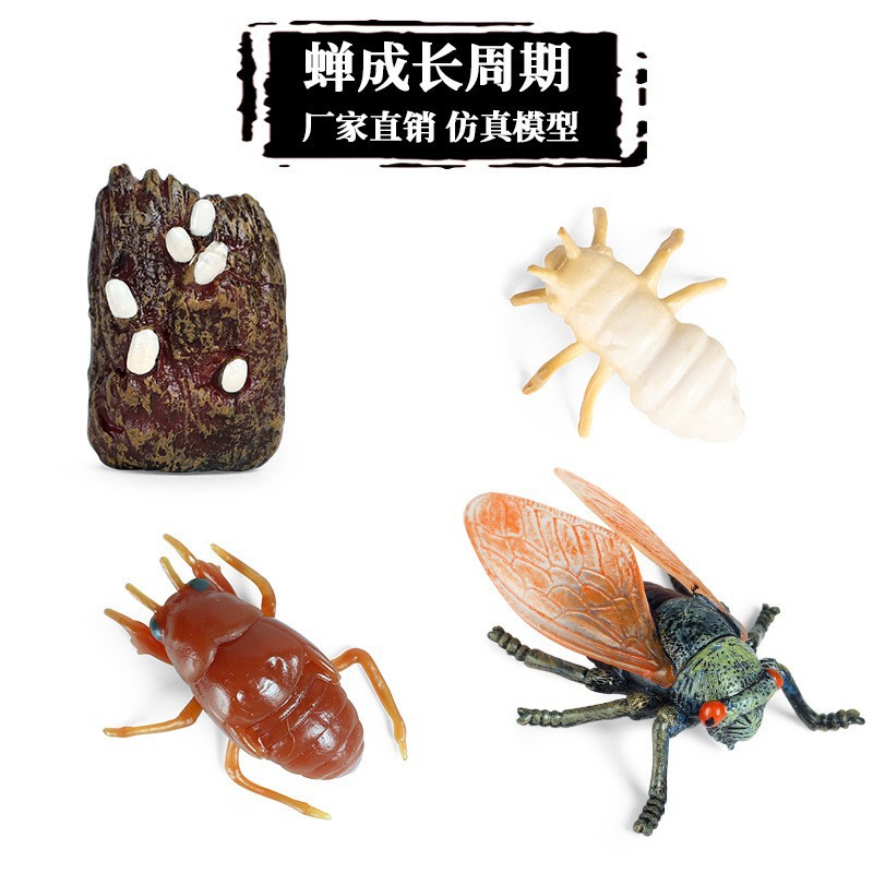 โมเดลจำลองวงจรชีวิตของแมลง ผีเ - Kids Toys Cycle บทวิจารณ์และราคา