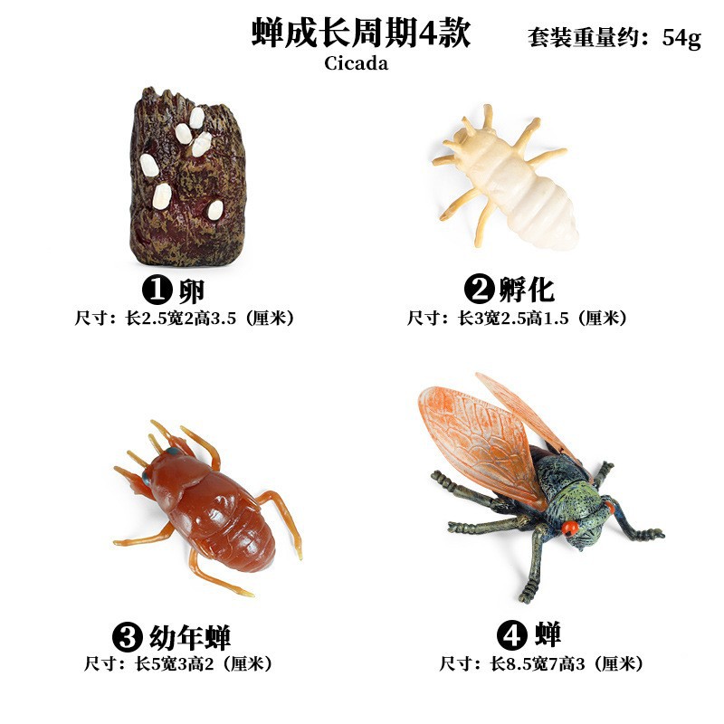 โมเดลจำลองวงจรชีวิตของแมลง ผีเ - Kids Toys Cycle บทวิจารณ์และราคา