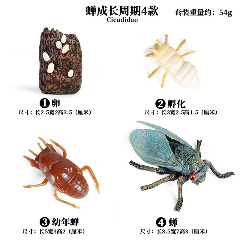 โมเดลจำลองวงจรชีวิตของแมลง ผีเ - Kids Toys Cycle บทวิจารณ์และราคา